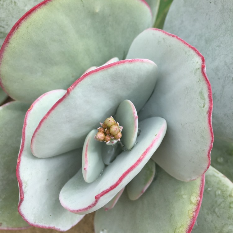 Plant image Cotyledon