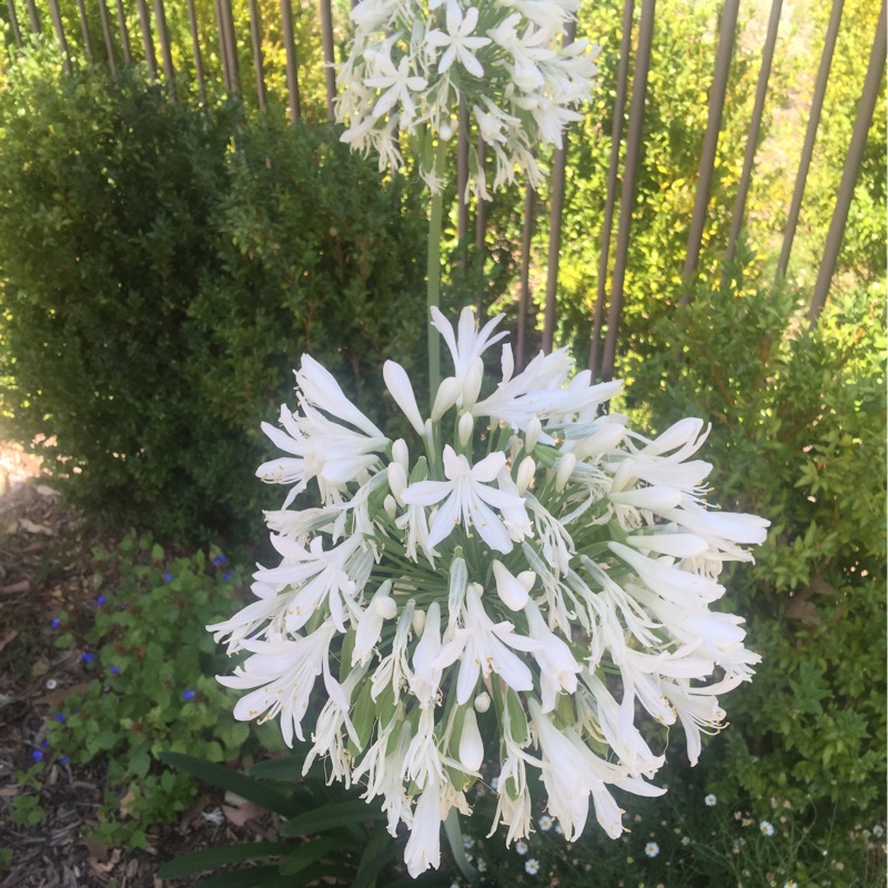 Plant image Agapanthus 'Arctic Star'