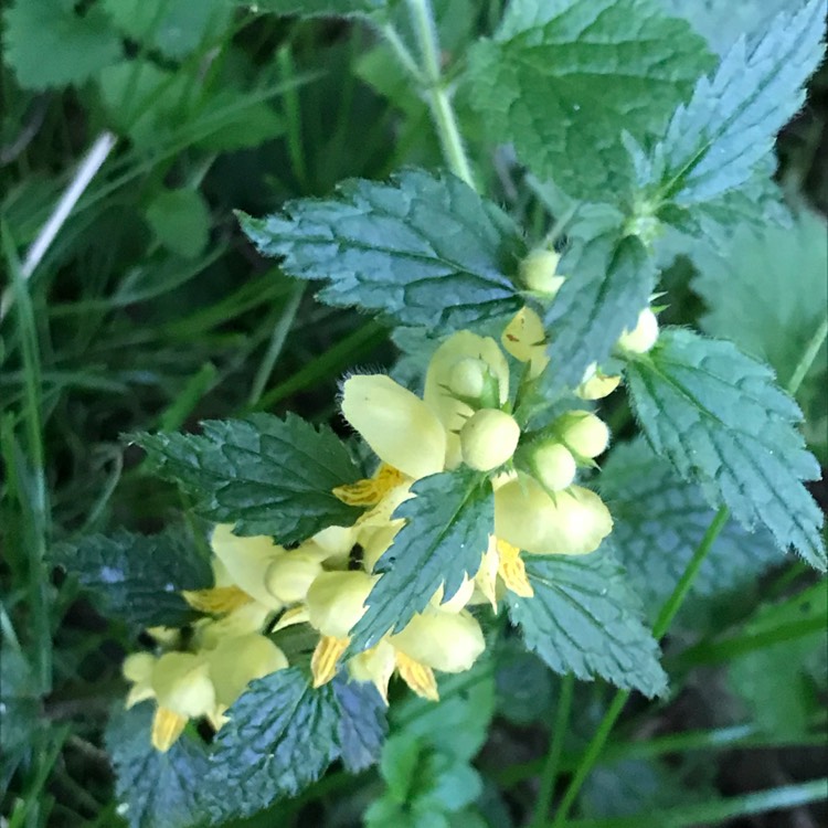 Plant image Lamium galeobdolon