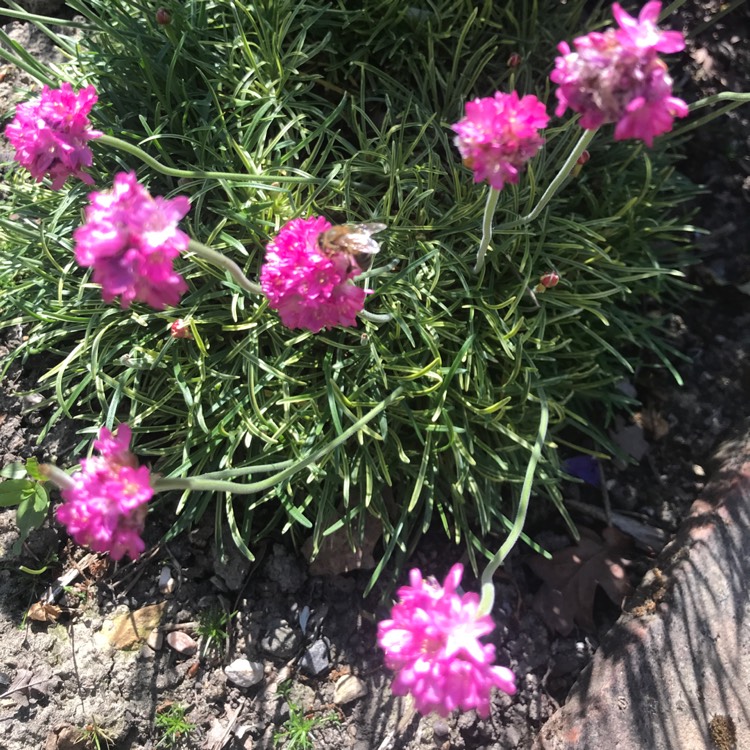 Plant image Armeria maritima 'Nifty Thrifty'