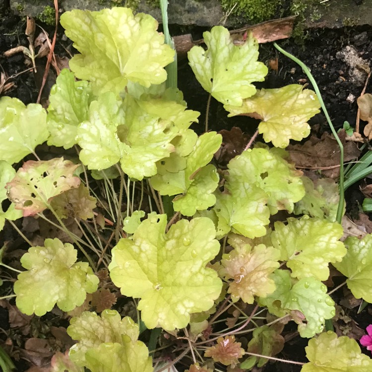 Plant image Heuchera 'Ginger ale'