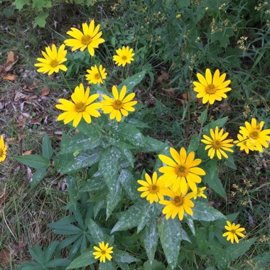 Heliopsis