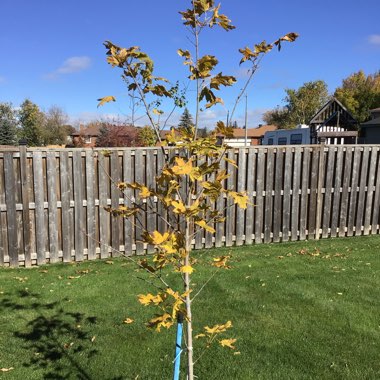 Acer platanoides 'Drummondii'