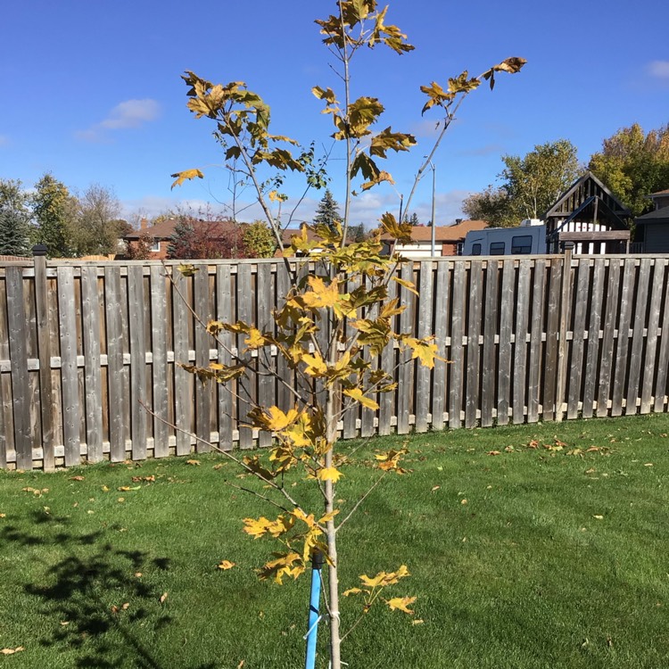 Plant image Acer platanoides 'Drummondii'