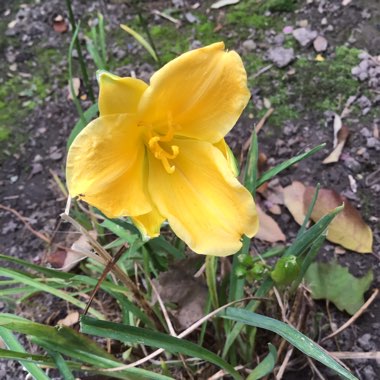 Hemerocallis 'Stella De Oro'