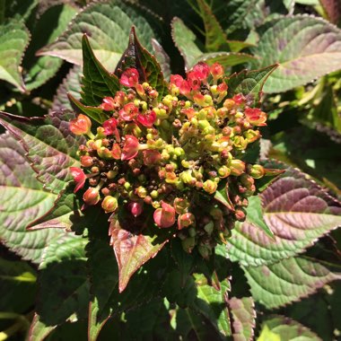 Hydrangea macrophylla 'Bailmacfive' (Endless Summer Series) syn. Hydrangea macrophylla 'Summer Crush'