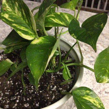 Epipremnum aureum  syn. Epipremnum pinnatum 'Aureum', Scindapsus aureus, Pothos aureus, Rhaphidophora aurea