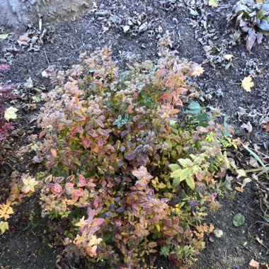 Spiraea japonica 'Anthony Waterer'