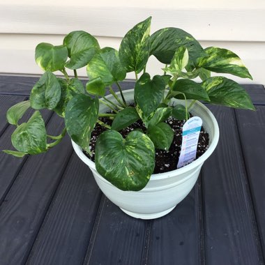 Epipremnum aureum  syn. Epipremnum pinnatum 'Aureum', Scindapsus aureus, Pothos aureus, Rhaphidophora aurea