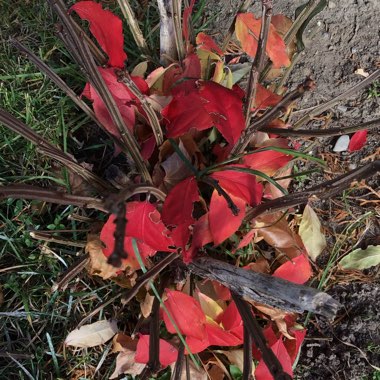 Euonymus alatus