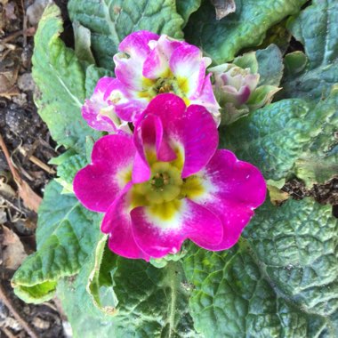 Primula