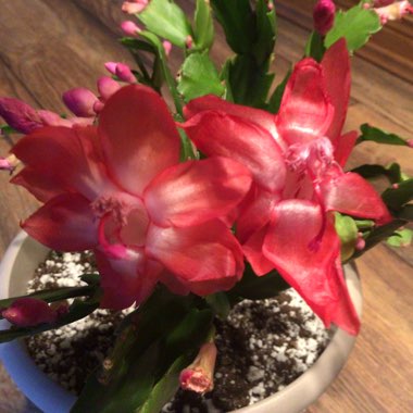 Schlumbergera truncata