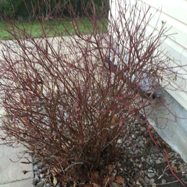 Cornus alba 'Sibirica Variegata'