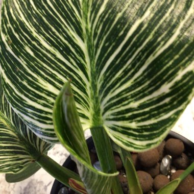 Philodendron Birkin