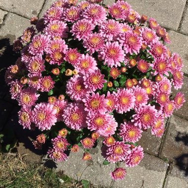 Chrysanthemum