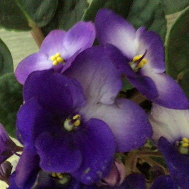 Streptocarpus sect. Saintpaulia  syn. Saintpaulia