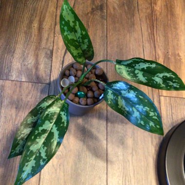 Aglaonema 'Maria'