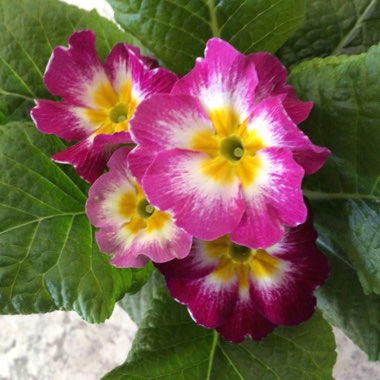 Primula