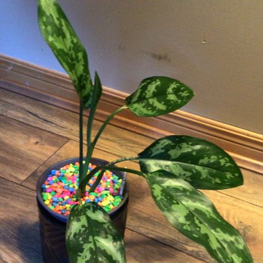 Aglaonema 'Maria'