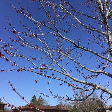 Acer Rubrum 'October Glory'