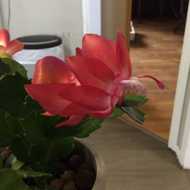 Schlumbergera truncata