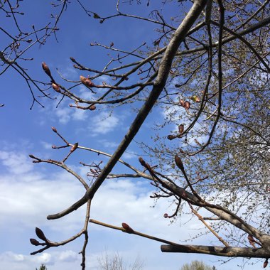 Acer saccharinum  syn. Acer dasycarpum ; Acer eriocarpum