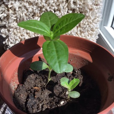 Zinnia elegans