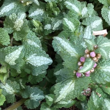 Lamium Purpureum 