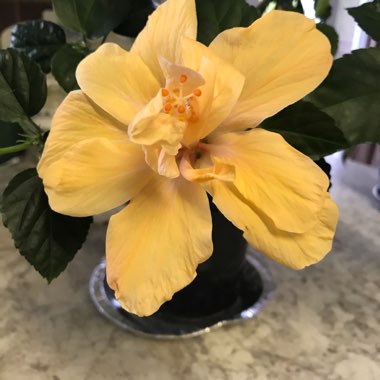 Hibiscus rosa-sinensis