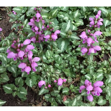 Lamium Purpureum 