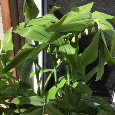 Polygonatum multiflorum