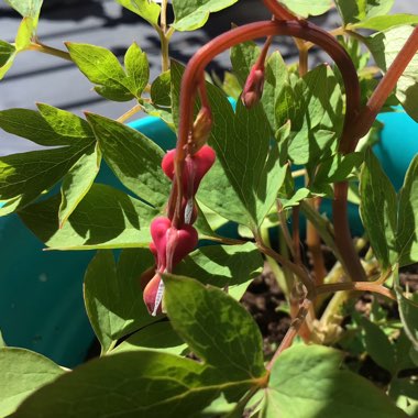 Dicentra Formosa