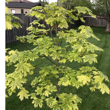 Acer platanoides 'Drummondii'