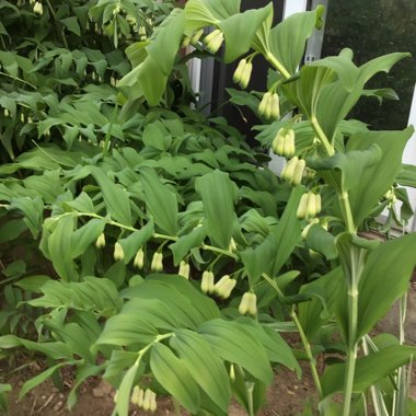 Polygonatum multiflorum