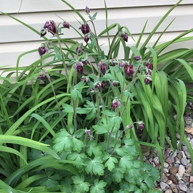 Aquilegia 'Blue Star'