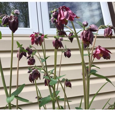 Aquilegia vulgaris 'Bordeaux Barlow'