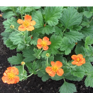 Geum 'Prinses Juliana'