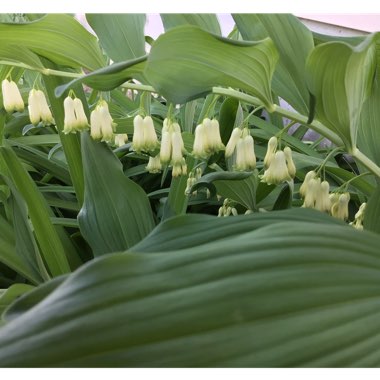 Polygonatum multiflorum