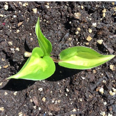 Hosta 'Raspberry Sundae'