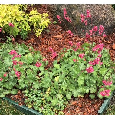 Heuchera americana 'Paris' syn. Heuchera 'Paris'