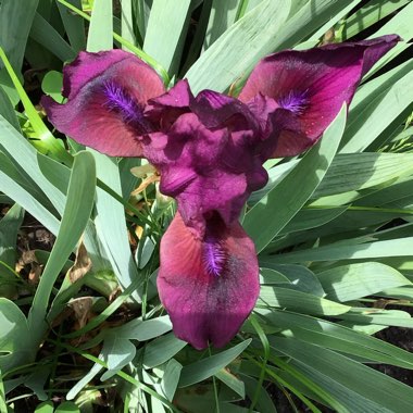 Iris x germanica 'Cherry Garden'