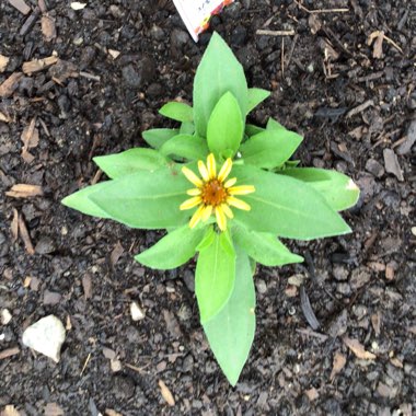 Zinnia elegans