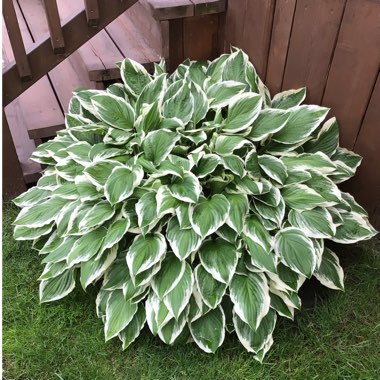 Hosta 'Aureomarginata' (ventricosa) syn. Hosta ventricosa 'Aureomarginata', Hosta 'Variegata' (ventricosa), Hosta 'Ventricosa Variegata'