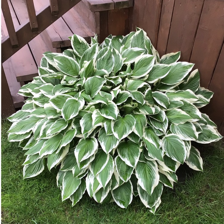 Plant image Hosta 'Aureomarginata' (ventricosa) syn. Hosta ventricosa 'Aureomarginata', Hosta 'Variegata' (ventricosa), Hosta 'Ventricosa Variegata'