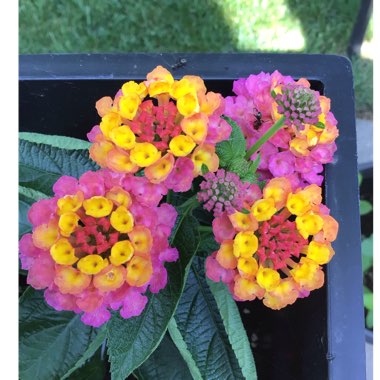 Lantana camara 'Pink Caprice'