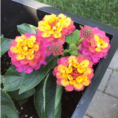 Lantana camara 'Pink Caprice'