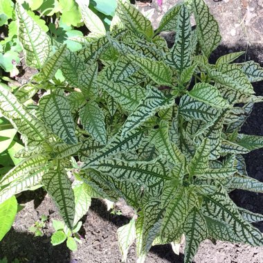 Heliopsis Helianthoides 'Sunstruck' PP22524