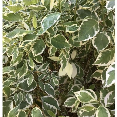 Cornus alba 'Sibirica Variegata'