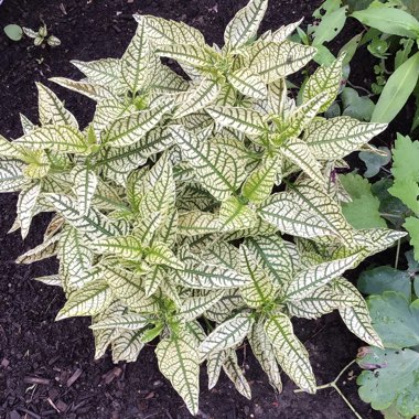 Heliopsis Helianthoides 'Sunstruck' PP22524