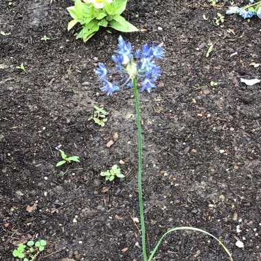 Allium caeruleum syn. Allium azureum, Allium caeruleum azureum, Allium coerulescens